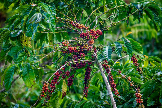Coffee plant photographed in Conceicao da Barra, Espirito Santo. Southeast of Brazil. Atlantic Forest Biome. Picture made in 2011.