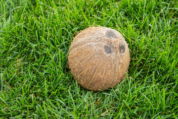 The photo of a whole coconut on the green grass. Vegetarian and healthy food. Nutrition and diet background. Cosmetic industry.