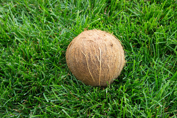 The photo of a whole coconut on the green grass. Vegetarian and healthy food. Nutrition and diet background. Cosmetic industry.