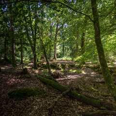 New Forest woodland in Hampshire England