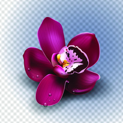 Beautiful tropical flower on transparent bacground, orchid, blooming, decoration. Realistic flower, vector illustration. EPS10