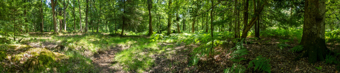 New Forest woodland in Hampshire England