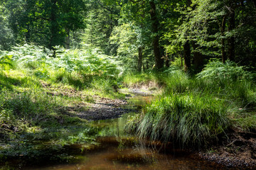 Fototapeta na wymiar New Forest woodland in Hampshire England