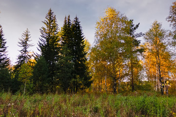 Autumn landscape with grass and wild flowers on the background of a forest.