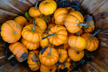 Group of pumpkins of different colors.Halloween staff