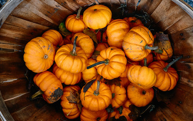 Group of pumpkins of different colors.Halloween staff