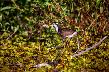 Wattled Jacana Juvenile photographed in the city of Cariacica, Espirito Santo. Southeast of Brazil. Atlantic Forest Biome. Picture made in 2012.