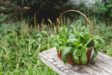 Fresh basil herb in basket in garden.