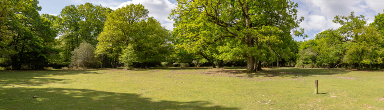New Forest woodland in Hampshire England