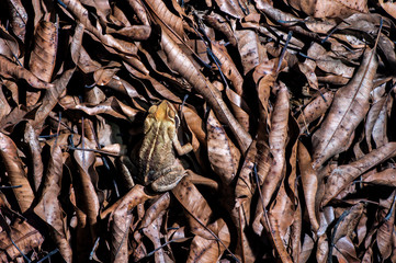 Toad photographed in the city of Cariacica, Espirito Santo. Southeast of Brazil. Atlantic Forest Biome. Picture made in 2012.