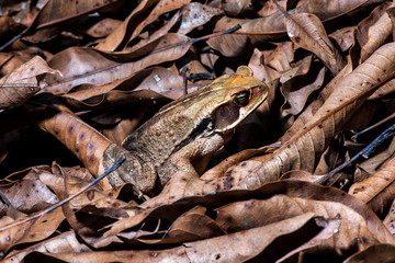 Toad photographed in the city of Cariacica, Espirito Santo. Southeast of Brazil. Atlantic Forest Biome. Picture made in 2012.