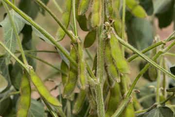 closeup of bean pods on soybean plant at R6 growth stage in farm field