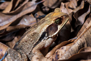 Obraz premium Toad photographed in the city of Cariacica, Espirito Santo. Southeast of Brazil. Atlantic Forest Biome. Picture made in 2012.