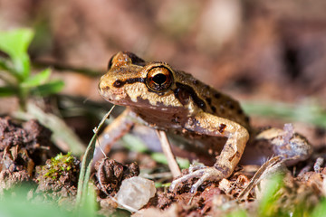  Frog photographed in the city of Cariacica, Espirito Santo. Southeast of Brazil. Atlantic Forest Biome. Picture made in 2012.