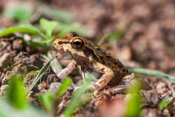  Frog photographed in the city of Cariacica, Espirito Santo. Southeast of Brazil. Atlantic Forest Biome. Picture made in 2012.