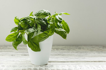 Fresh basil herb in flower pot on the white table on white background.
