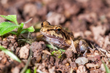  Frog photographed in the city of Cariacica, Espirito Santo. Southeast of Brazil. Atlantic Forest Biome. Picture made in 2012.
