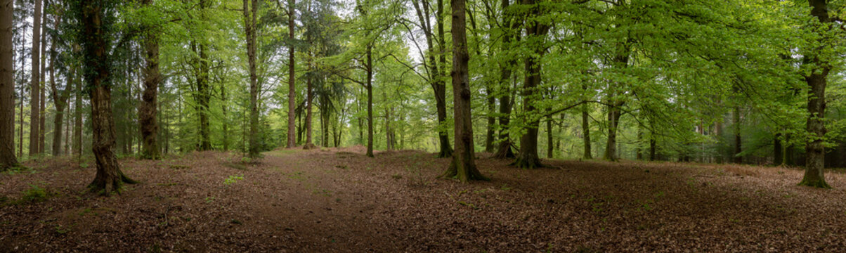 New Forest woodland in Hampshire England .
