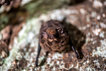 Greater Sac winged Bat photographed in the city of Cariacica, Espirito Santo. Southeast of Brazil. Atlantic Forest Biome. Picture made in 2012.