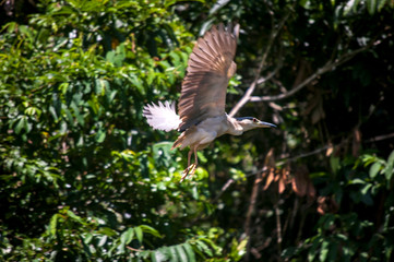 Black crowned Night Heron photographed in the city of Cariacica, Espirito Santo. Southeast of Brazil. Atlantic Forest Biome. Picture made in 2012.