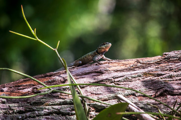 Amazon lava lizard photographed in the city of Cariacica, Espirito Santo. Southeast of Brazil. Atlantic Forest Biome. Picture made in 2012.