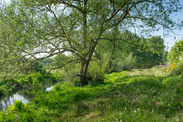 New Forest woodland in Hampshire England