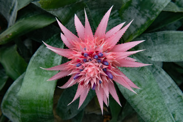 pink succulent flower