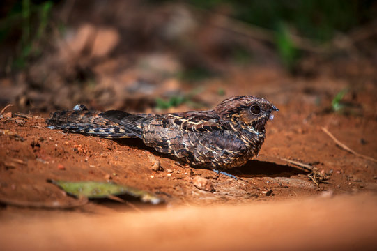  Rufous breasted Hermit photographed in the city of Cariacica, Espirito Santo. Southeast of Brazil. Atlantic Forest Biome. Picture made in 2012.