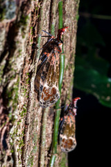 Cicada photographed in the city of Cariacica, Espirito Santo. Southeast of Brazil. Atlantic Forest Biome. Picture made in 2012.