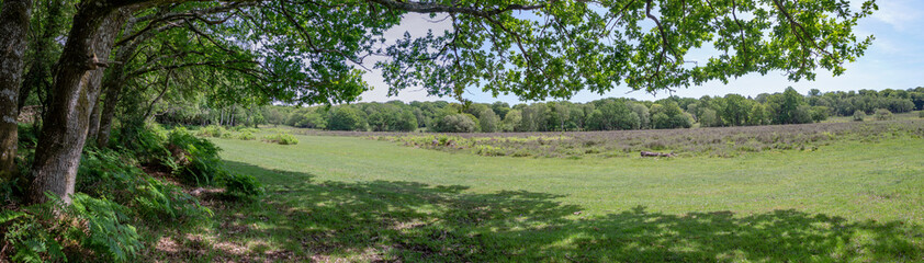 New Forest woodland in Hampshire England