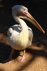 portrait of a pelican