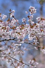 満開のマメザクラの花、富士桜の花、豆桜の花