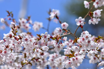 満開のマメザクラの花、富士桜の花、豆桜の花