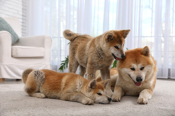 Fototapeta na wymiar Adorable Akita Inu dog and puppies in living room