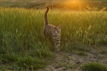 Cute tabby cat walking in green field at sunset