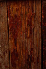 Obraz premium street animals sports food music flower sky