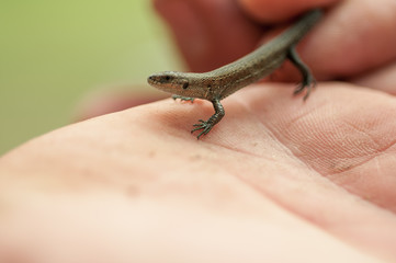 small lizard sits on a man’s hand