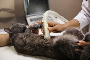 Grey cat having ultrasound scan in veterinary clinic, closeup