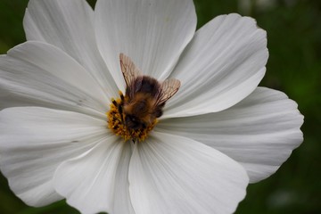 Obraz premium OLYMPUS DIGITAL CAMERA