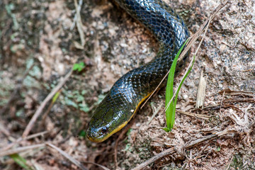 Leopard Keelback snake photographed in the city of Cariacica, Espirito Santo. Southeast of Brazil. Atlantic Forest Biome. Picture made in 2012.