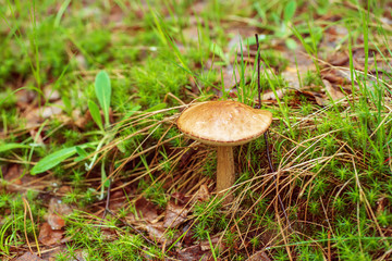 Edible wild mushroom