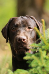 Portrait von einem braunen Labrador vor Tannenzweig