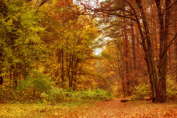 Autumn beautiful park