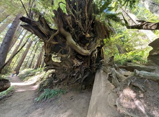 Fototapeta premium redwood sequoia trees tree roots in forest with other plants