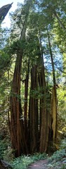 redwood sequoia trees tree in forest with other plants