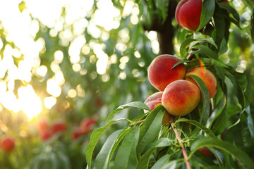 Fresh ripe peaches on tree in garden