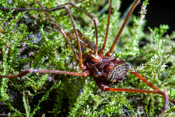 Opiliones photographed in the city of Cariacica, Espirito Santo. Southeast of Brazil. Atlantic Forest Biome. Picture made in 2012.