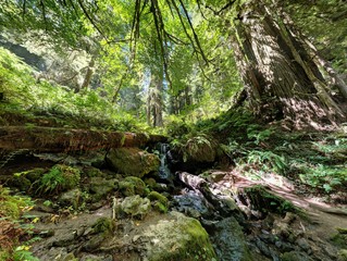 waterfall in forest surrounded by plants and redwood sequoias 