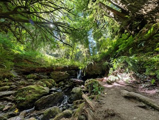 waterfall in forest surrounded by plants and redwood sequoias 
