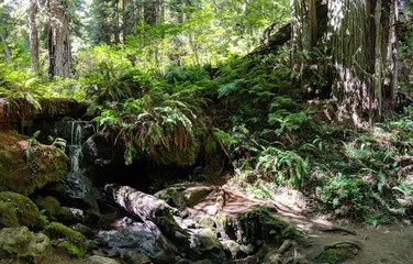 waterfall in forest surrounded by plants and redwood sequoias 
